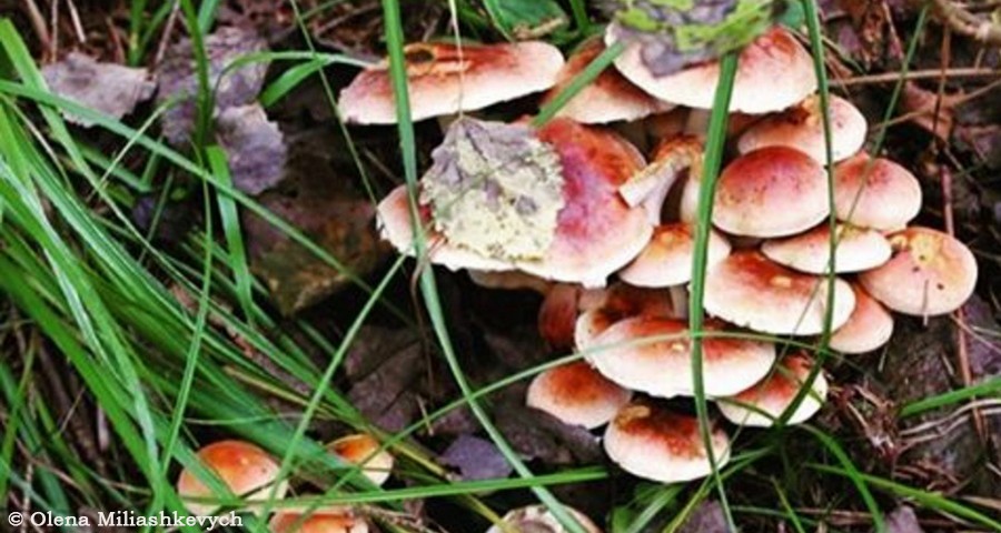 Збирання грибів у Волосянці, Карпати. Тихе полювання