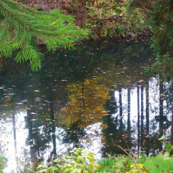 Біля озерця у Волосянці поблизу готелю Вежа Ведмежа. Миті осені