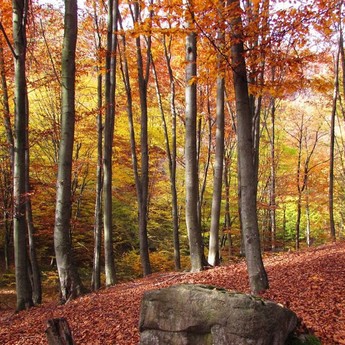 Опале листя в карпатському лісі, Славське