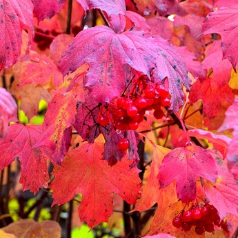 Багряне осіннє листя