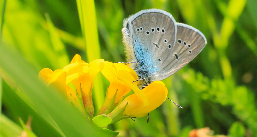 Метелик на травичці. Літні пейзажі