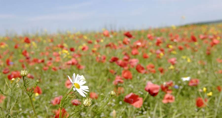 Літнє квітуче поле в Карпатах, маки