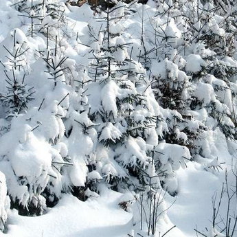 Carpathian forest in winter
