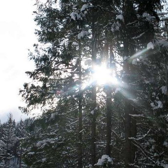 Sunlight breaks through the snow-covered paw trees in Carpathians