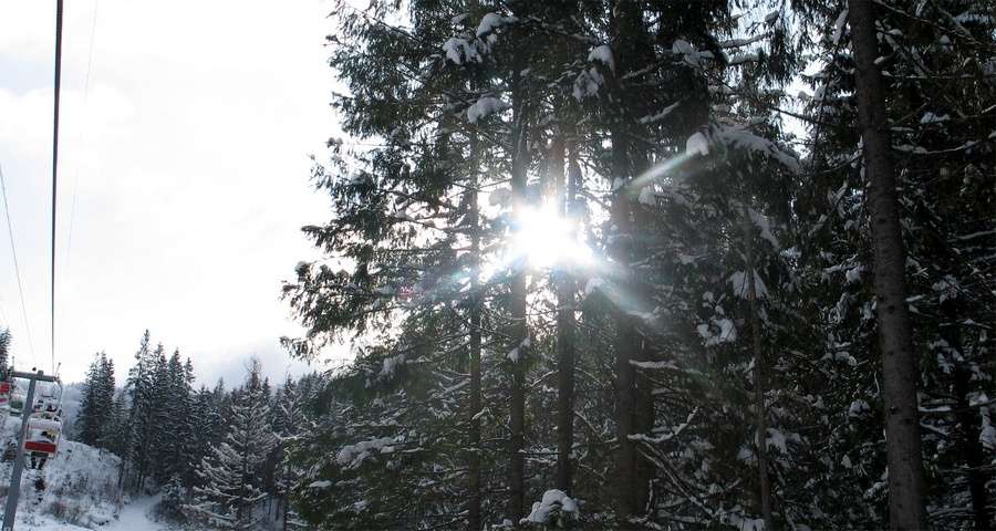 Sunlight breaks through the snow-covered paw trees in Carpathians