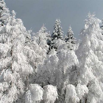 Winter carpathians nature