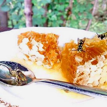 Honey in the Carpathians
