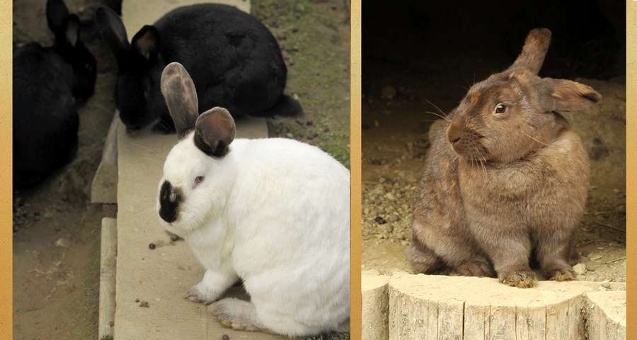 Rabbits in the mini-farm in Vezha Vedmezha Hotel