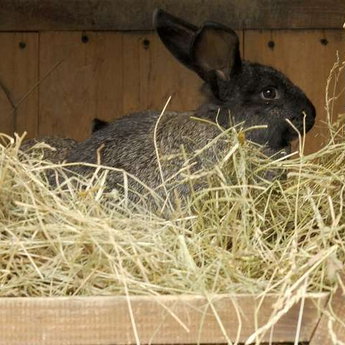 Rabbit in the hay, Vezha Vedmezha