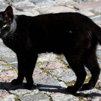 Чорна кішка, Вежа Ведмежа