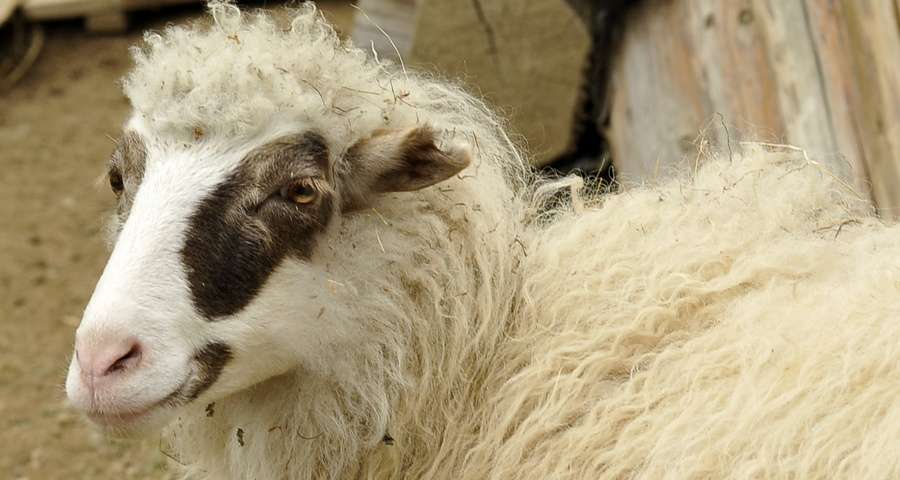 Sheep, mini-farm in the Carpathians