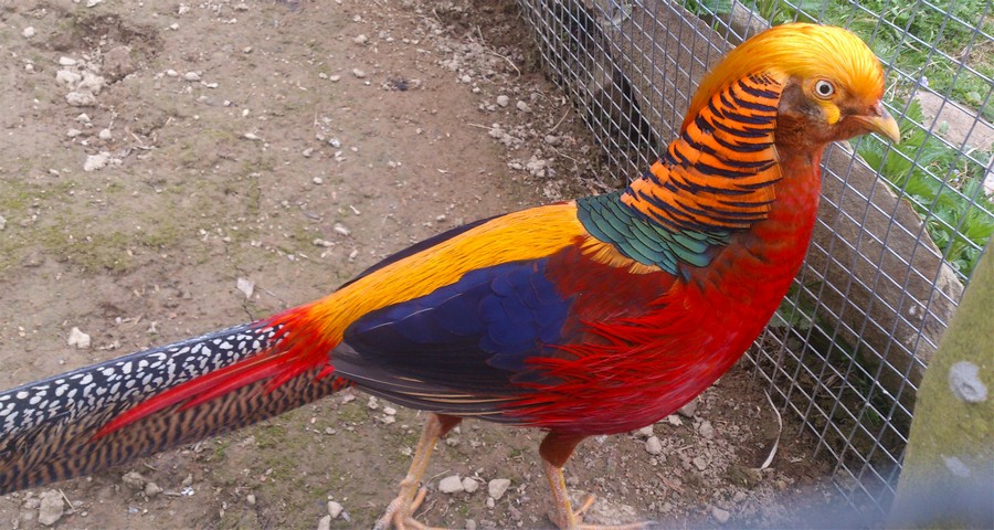 Золотий фазан у пташнику готелю в Карпатах 