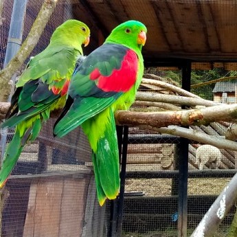 Barabande Parrots, mini-zoo in the Carpathians