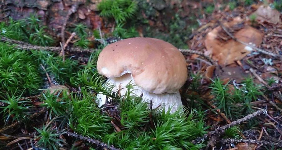 Білий гриб в Карпатах
