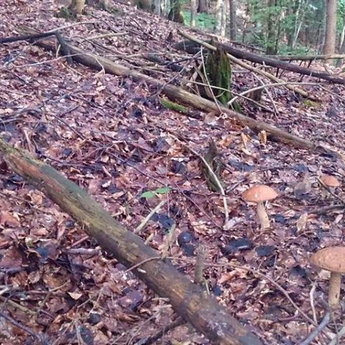 Поляна з грибами в Карпатському лісі