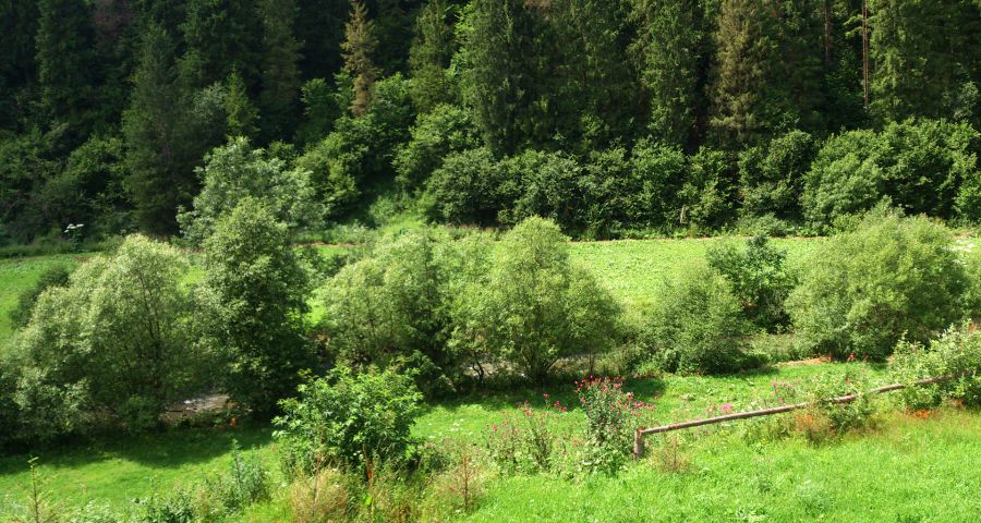 Green banks of the river Carpathian Slavka