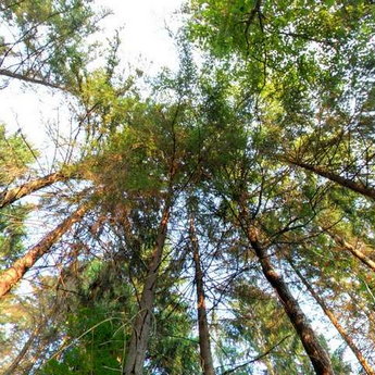 Bear footpath, pine in the Carpathians in summer