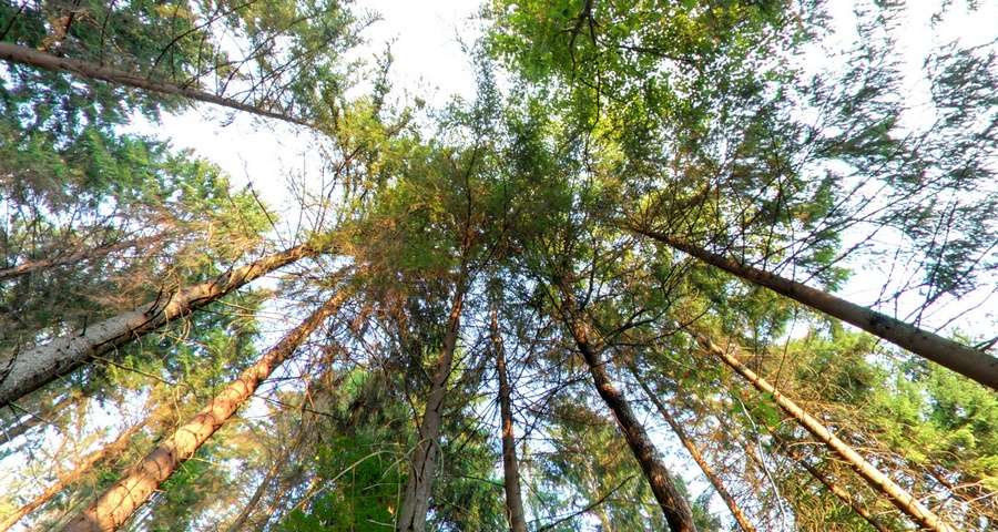 Bear footpath, pine in the Carpathians in summer