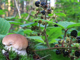 Picking mushrooms and berries